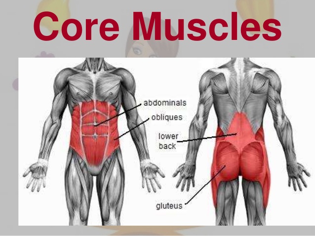 Core muscles stabilize and protect the spine new arrivals